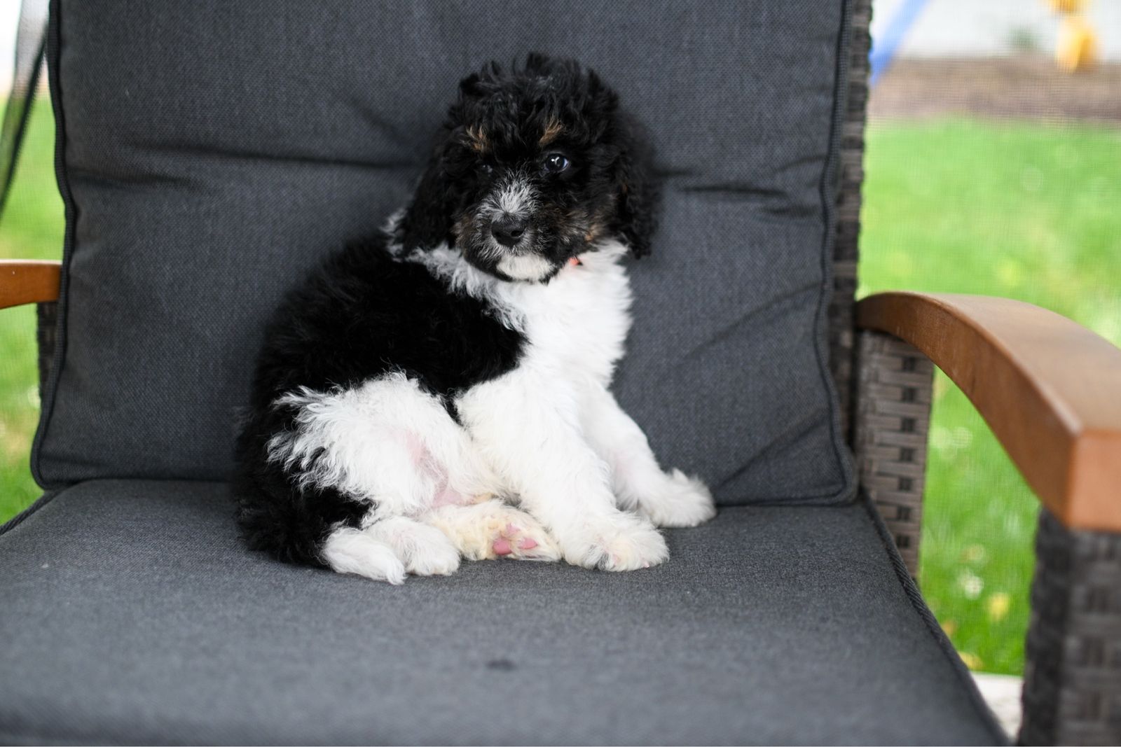 Bernedoodle puppy ready now