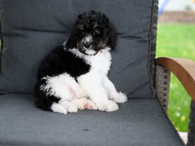 Bernedoodle puppy ready now