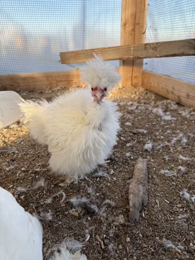 Silkie Pullet