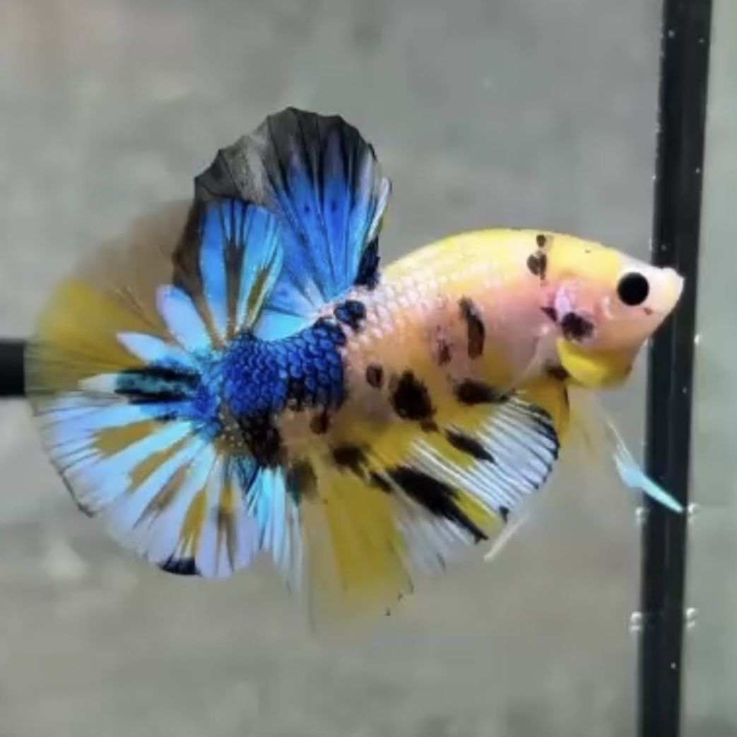 Yellow Blue Koi OHMPK Betta (Male or Pair)