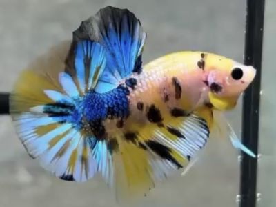 Yellow Blue Koi OHMPK Betta (Male or Pair)