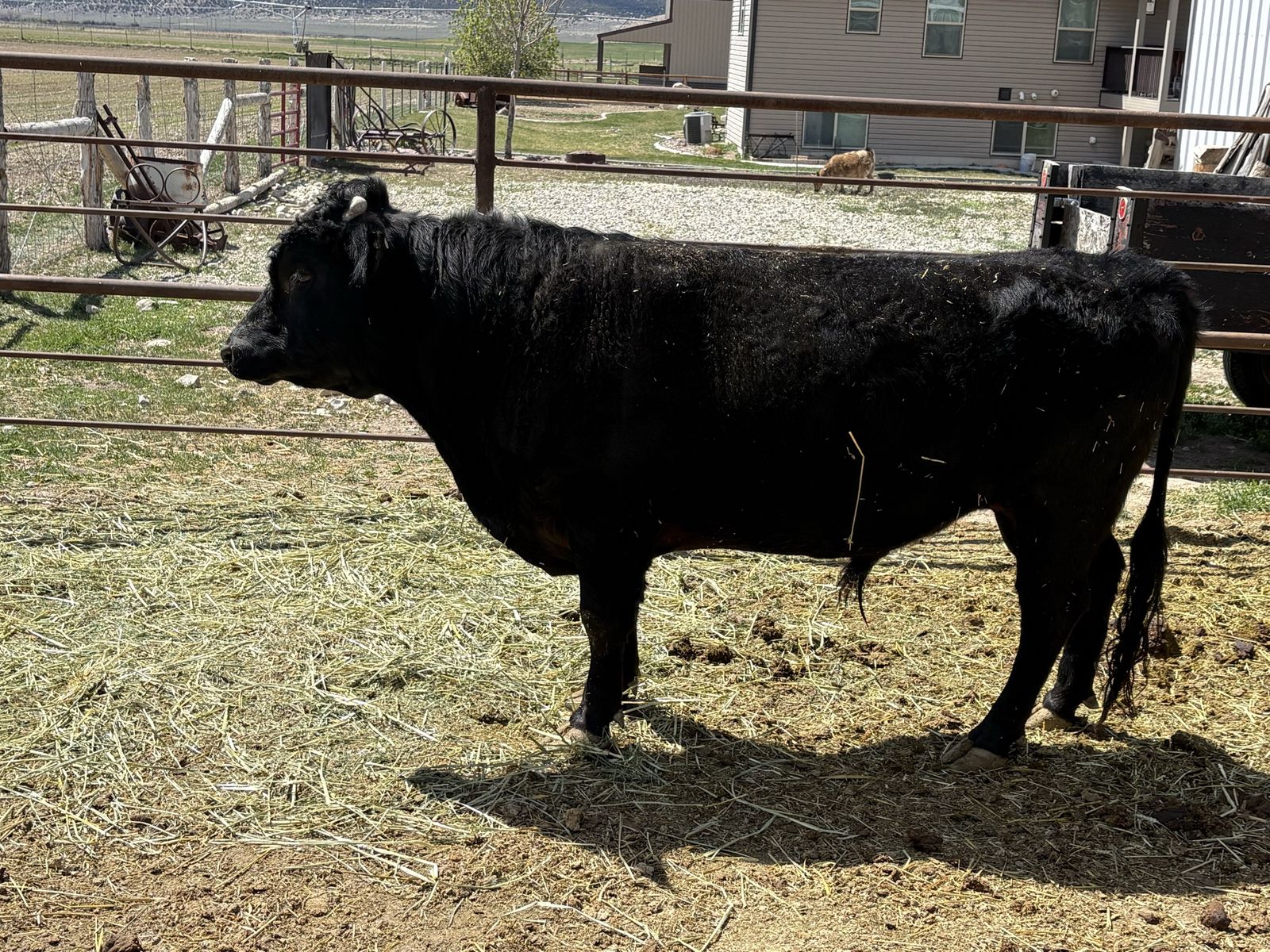 Registered Dexter Bull Service