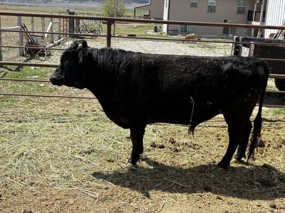 Registered Dexter Bull Service