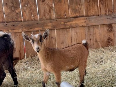 5 baby goats for sale price varies on gender