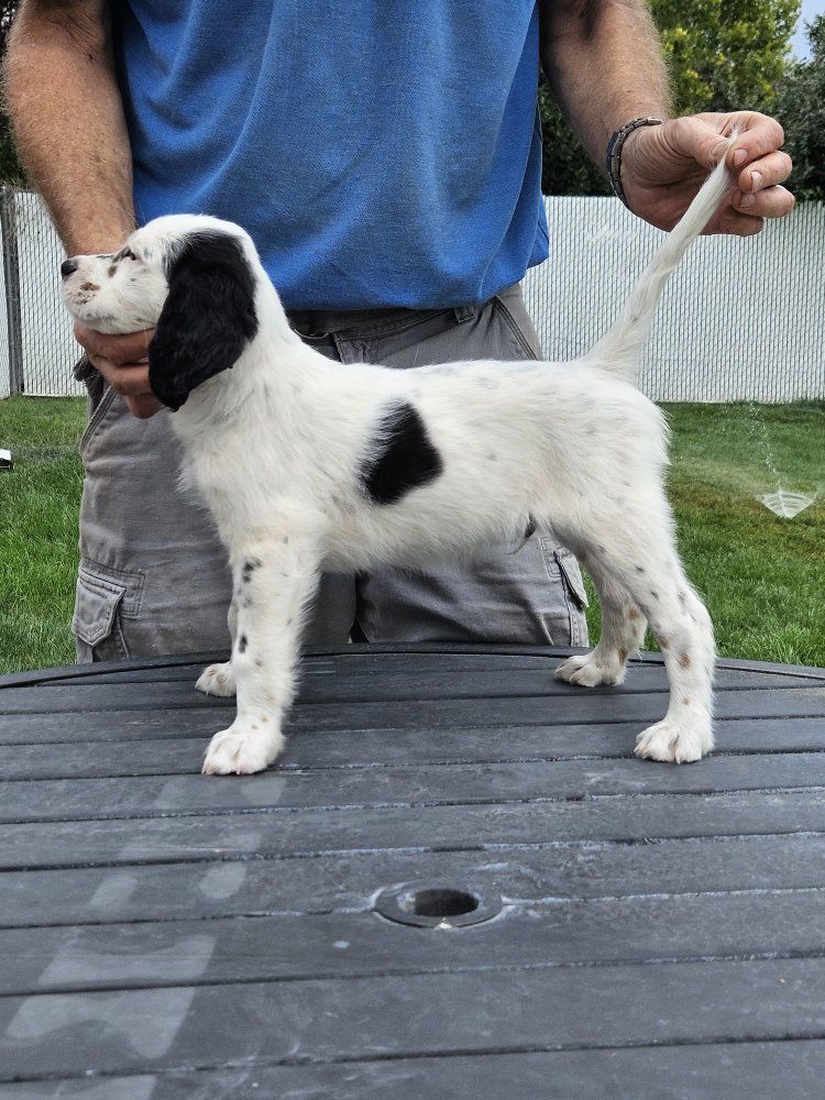 English Setter puppies