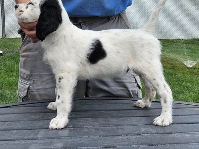 English Setter puppies