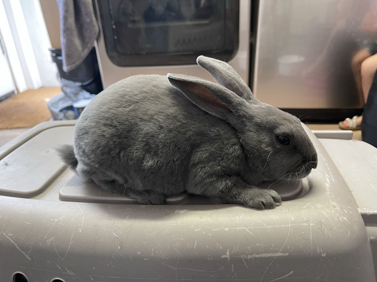 Rex Rabbits