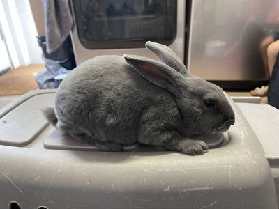 Rex Rabbits