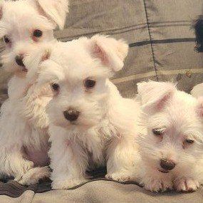 miniature schnauzer puppies