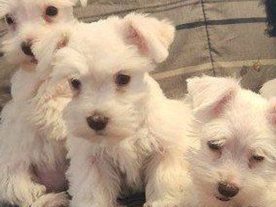 miniature schnauzer puppies
