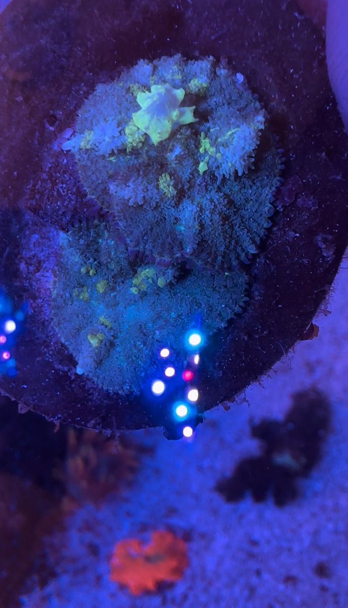 Biohazard bounce mushroom coral frag