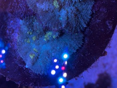 Biohazard bounce mushroom coral frag