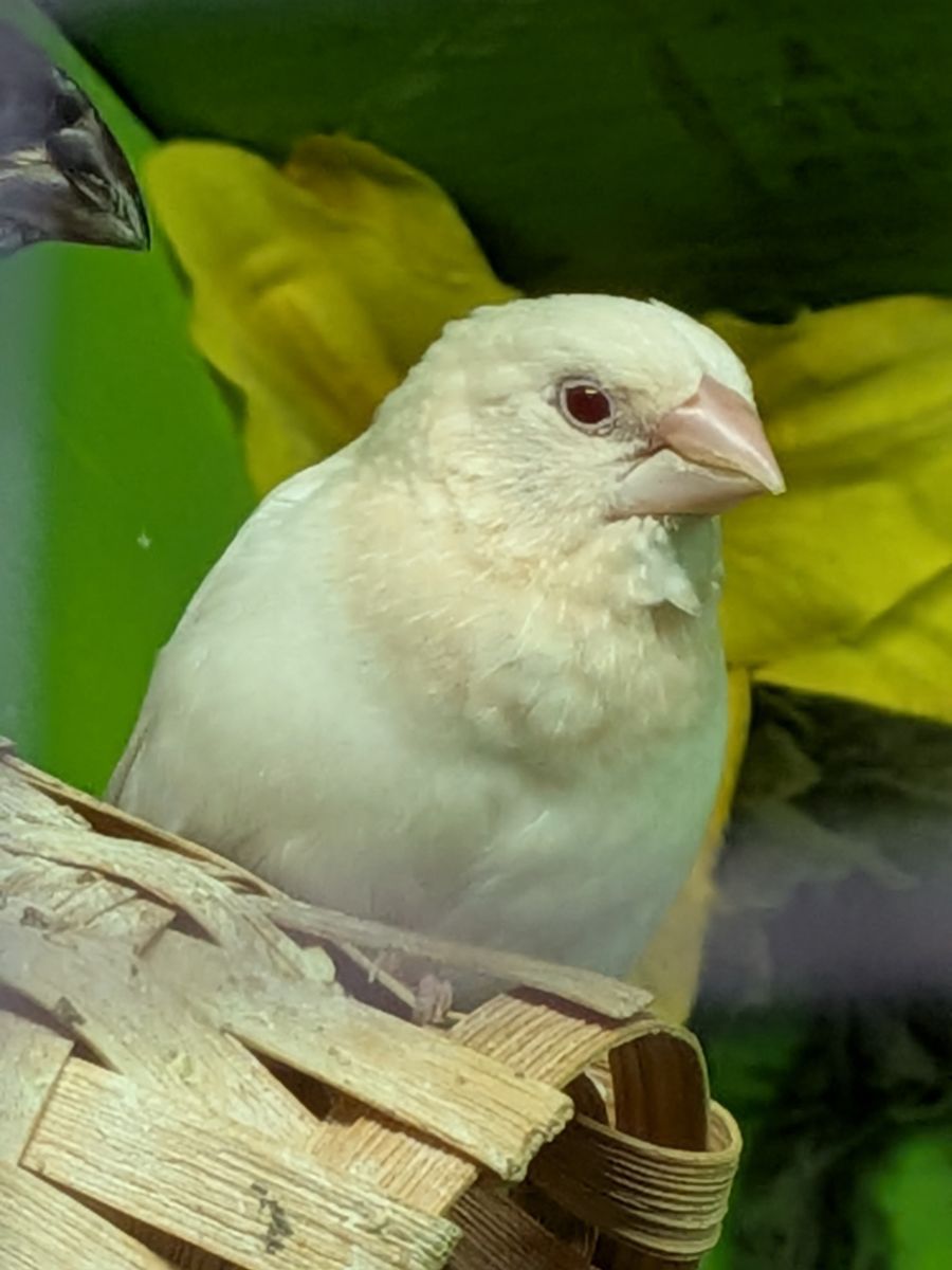 Canary & Finches