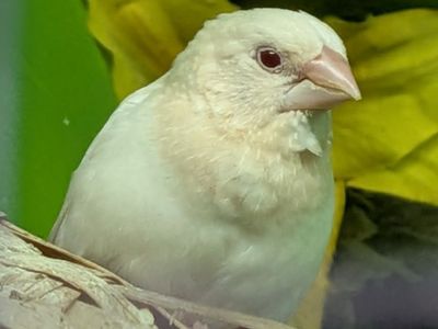 Canary & Finches