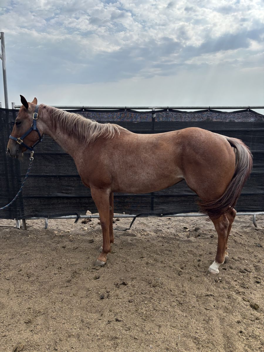 14.3 hand red roan mare