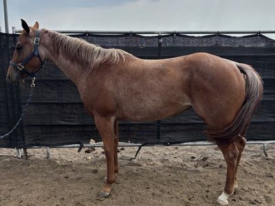 14.3 hand red roan mare
