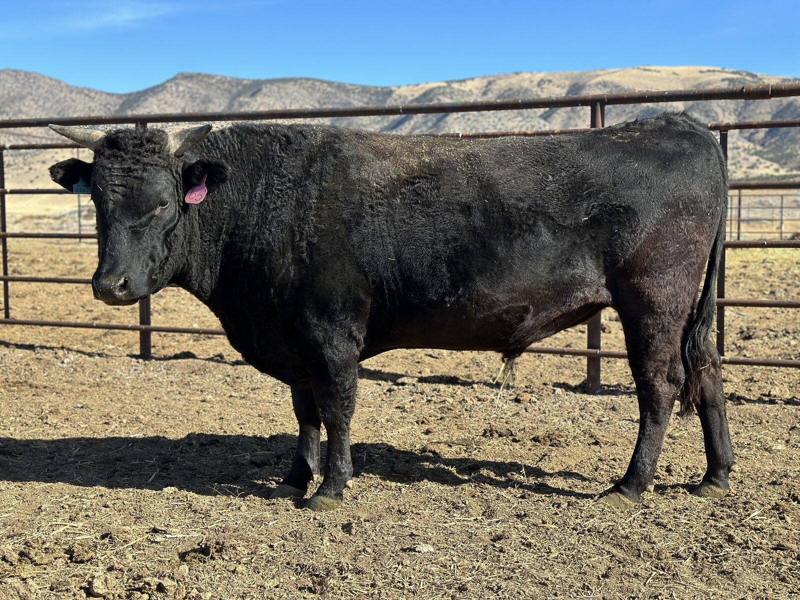 Wagyu 3 yr old reg bull
