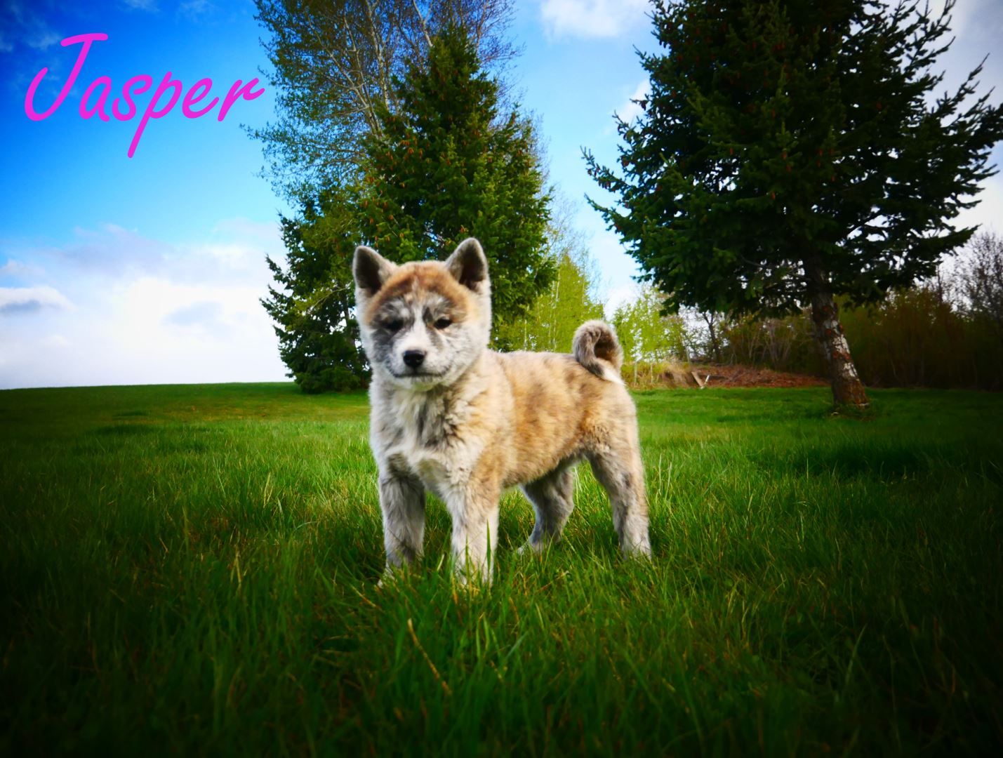 3 female UKC Registered Pure Breed Japanese Akita's READY NOW!