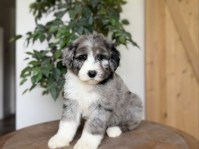 F1 Standard Sheepadoodle Females