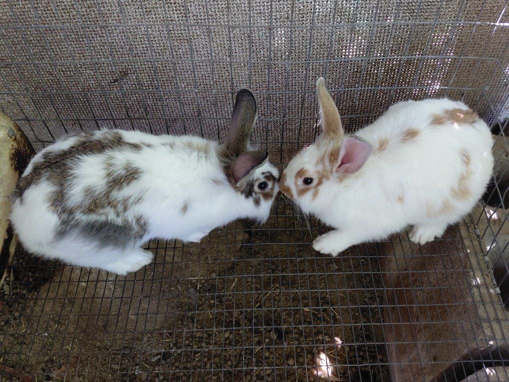 Lionhead Mix Boys Rabbits