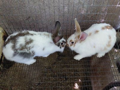 Lionhead Mix Boys Rabbits