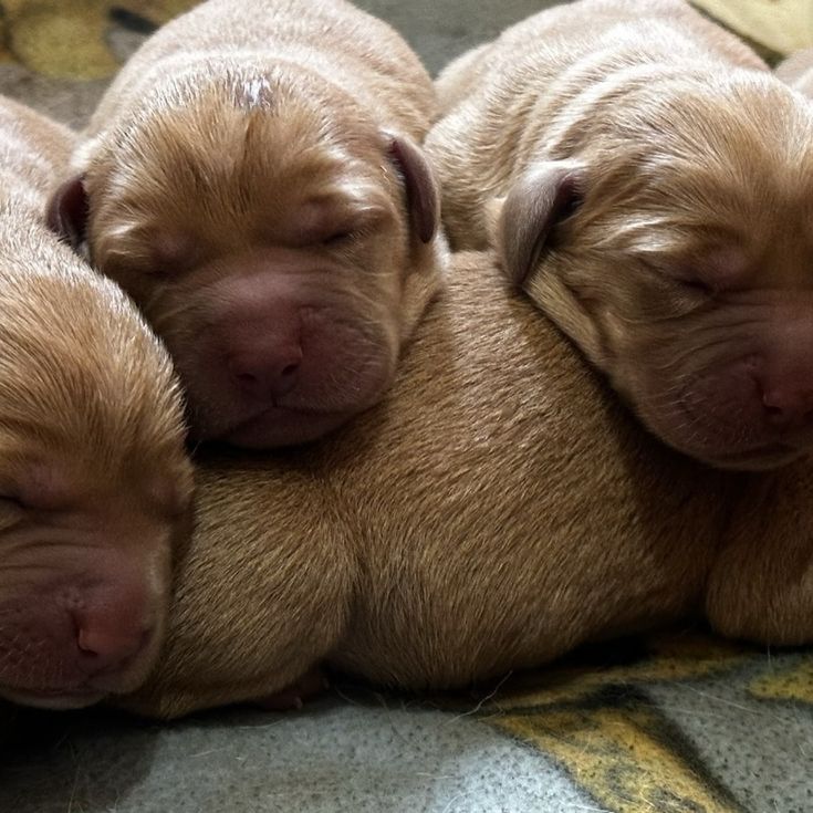 AKC Fox Red Lab  Labrador puppies