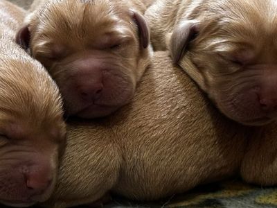 AKC Fox Red Lab Labrador puppies