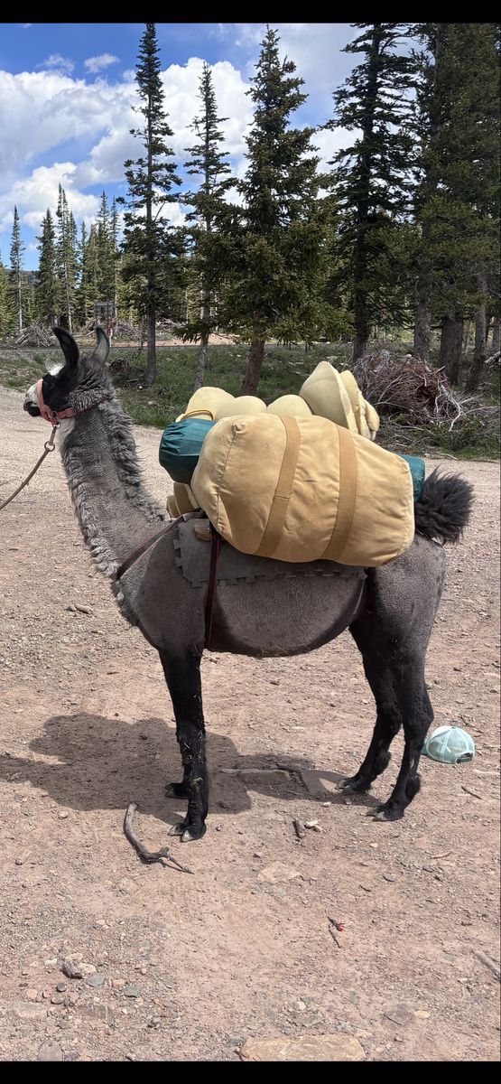 Pack llamas