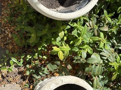 Large Outdoor Planters