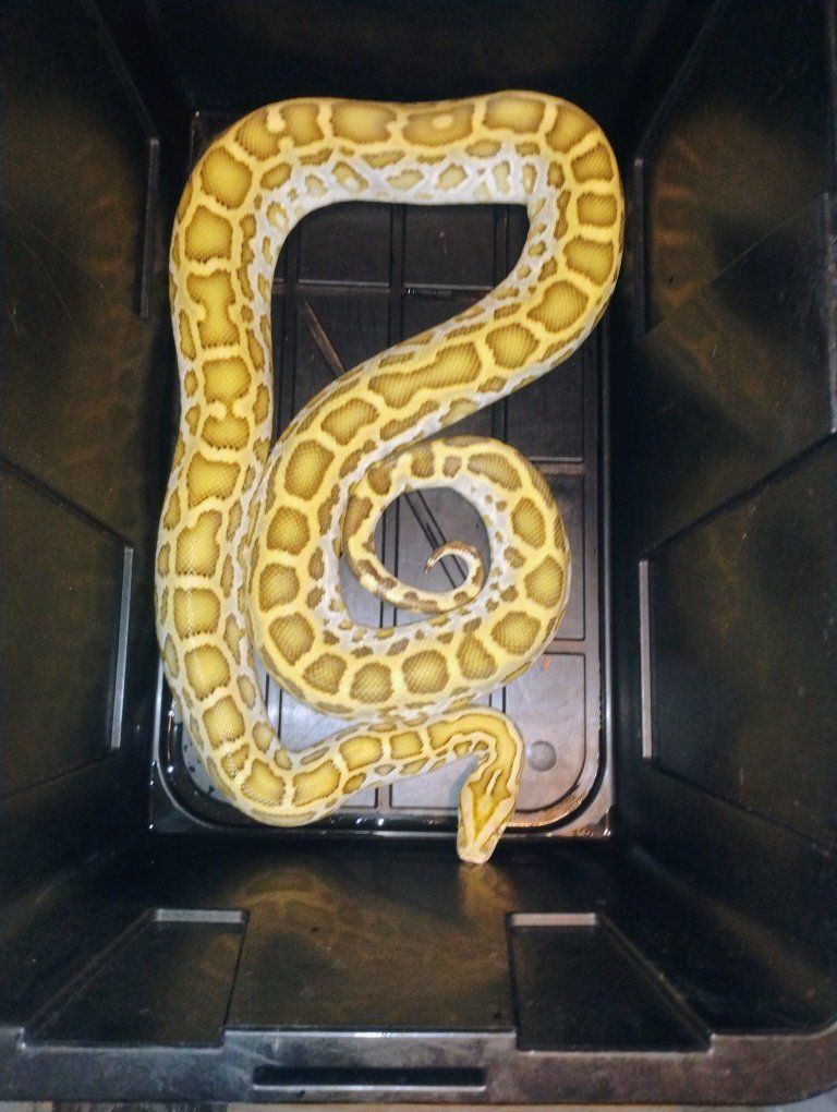 hypo Burmese python 