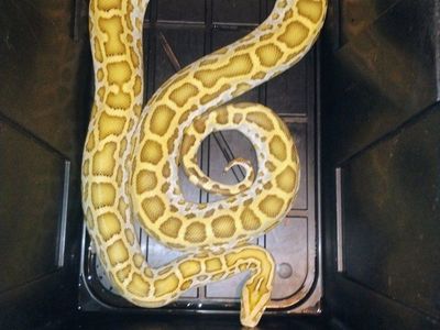 hypo Burmese python