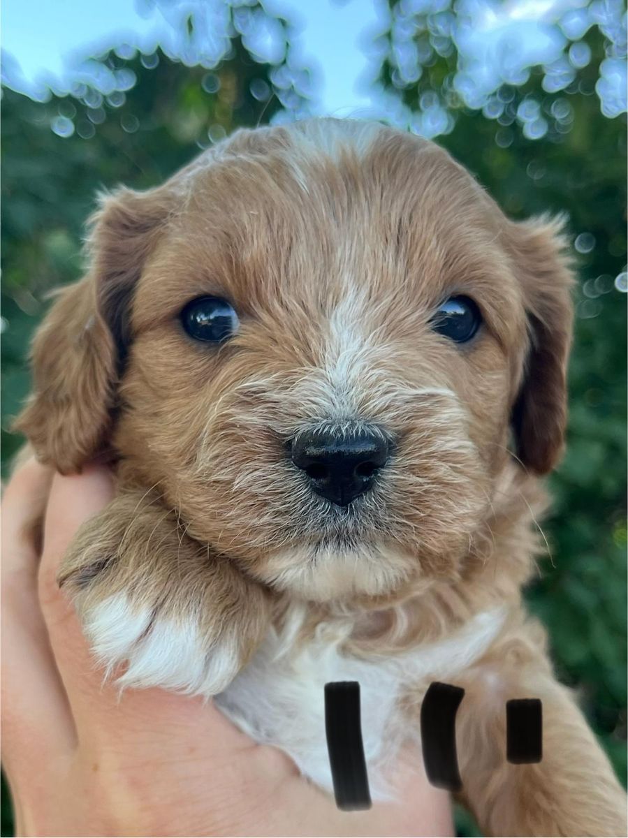 Cavapoo puppies