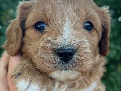 Cavapoo puppies