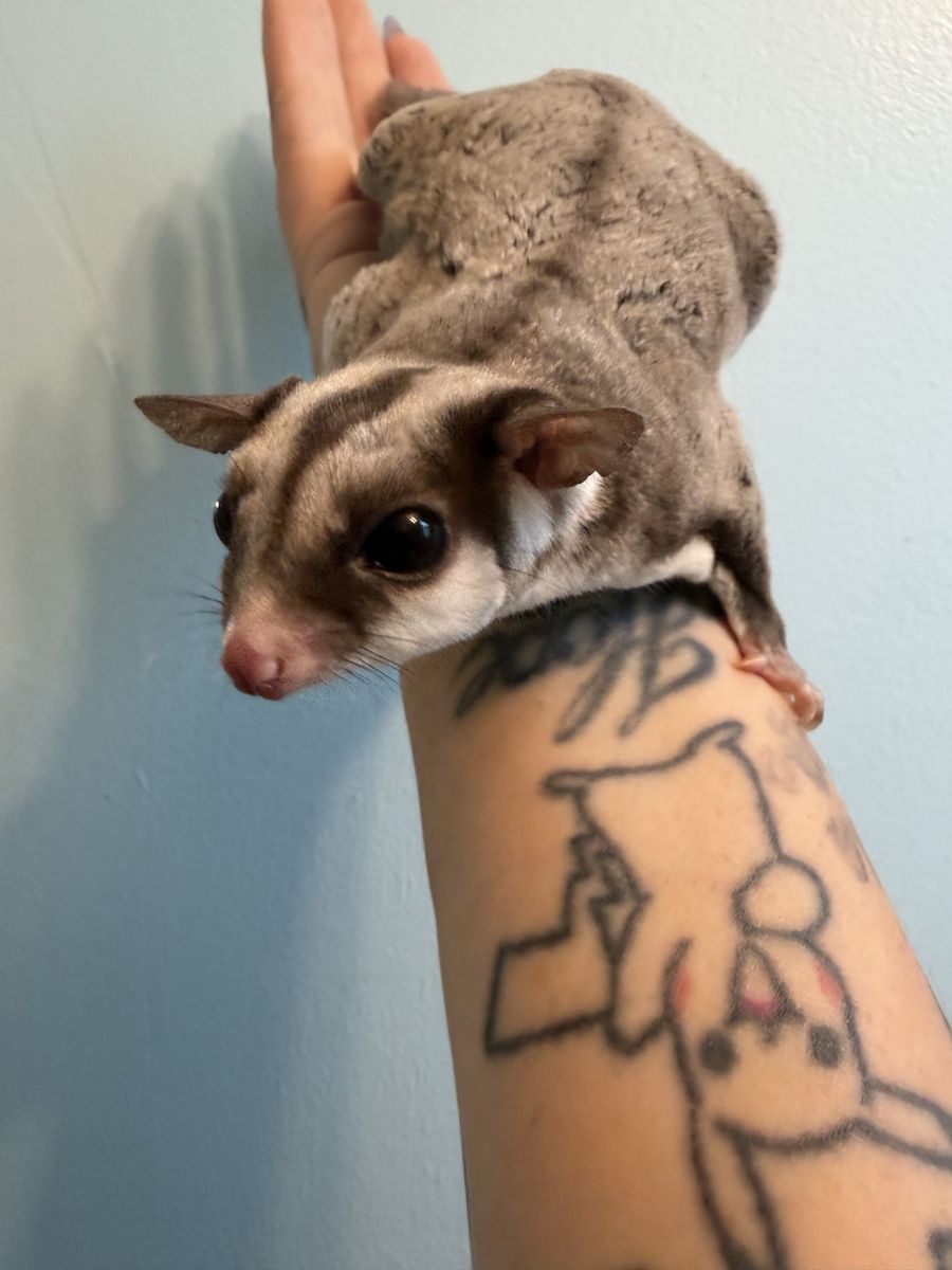 Male & Female Pair of sugar gliders