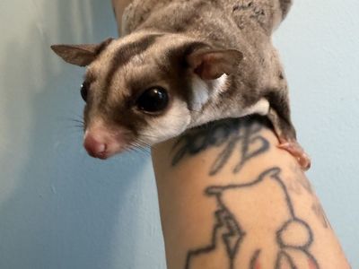 Male & Female Pair of sugar gliders
