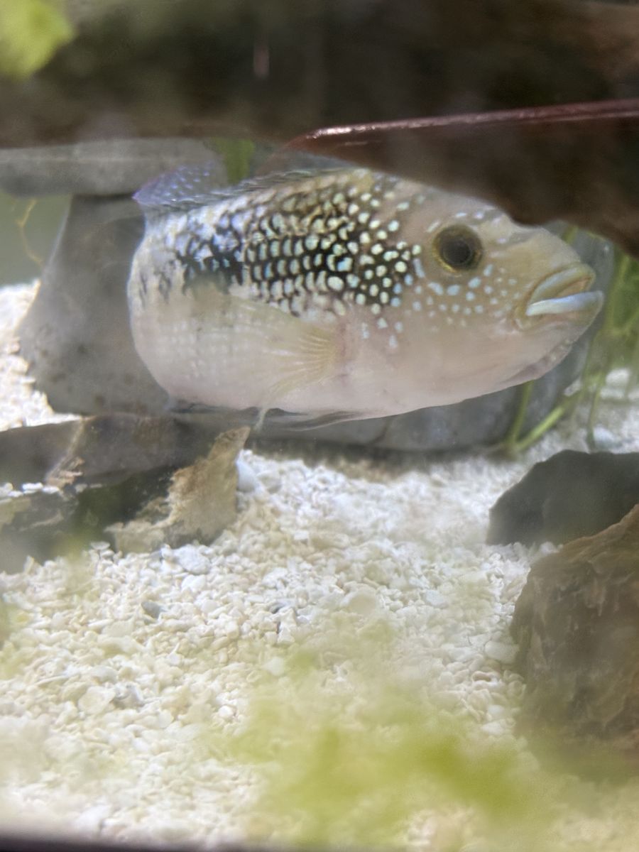 Jack demsey fish