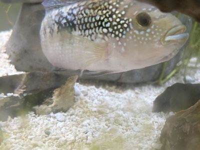 Jack demsey fish