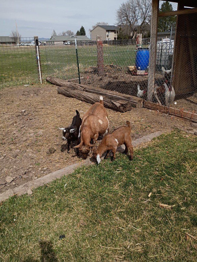 Goat family