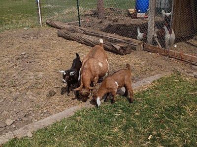 Goat family