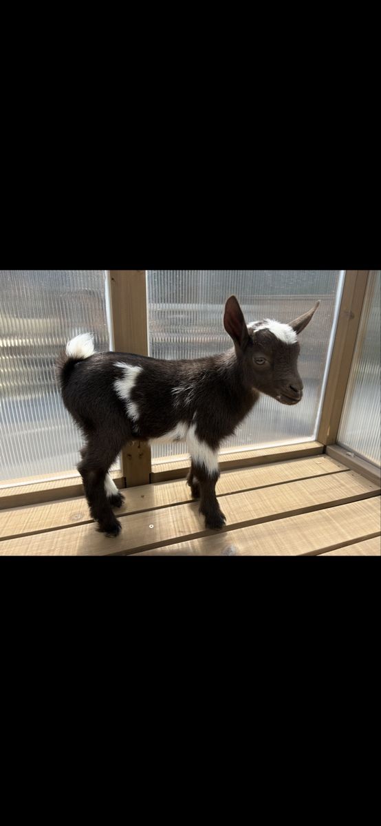 Nigerian Dwarf Buck Kids - 8 Weeks Old