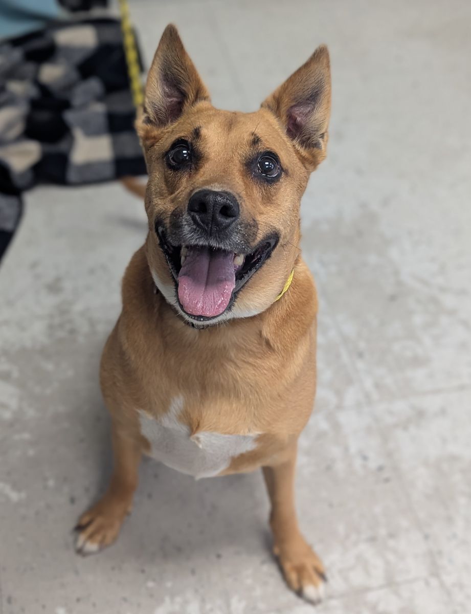 A134073 Muenster, Available for Adoption