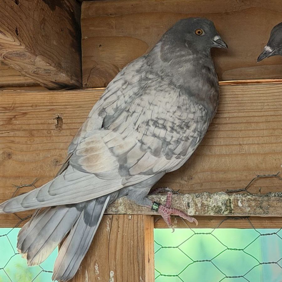 Birmingham Roller, Pigeons