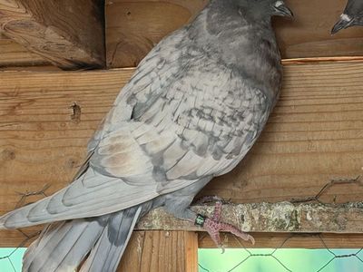 Birmingham Roller, Pigeons