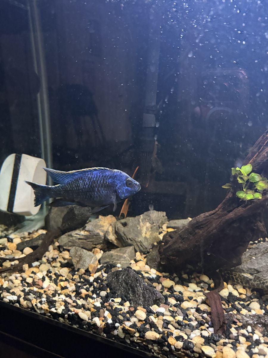 Zrock cichlid