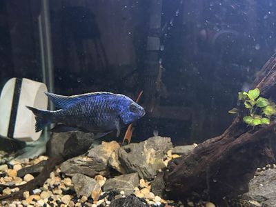 Zrock cichlid