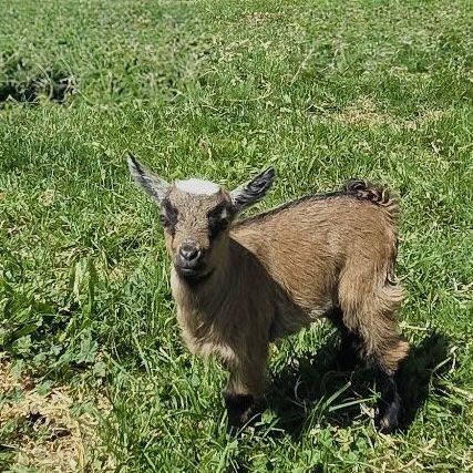 Fainting Doe Goat Available – Maggie | Maple Creek Farm