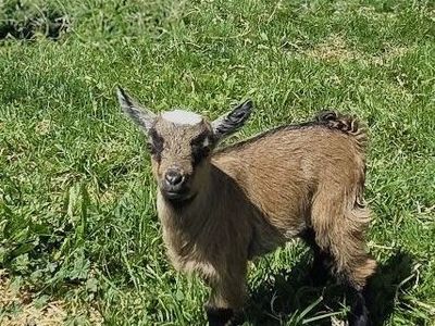 Fainting Doe Goat Available – Maggie | Maple Creek Farm
