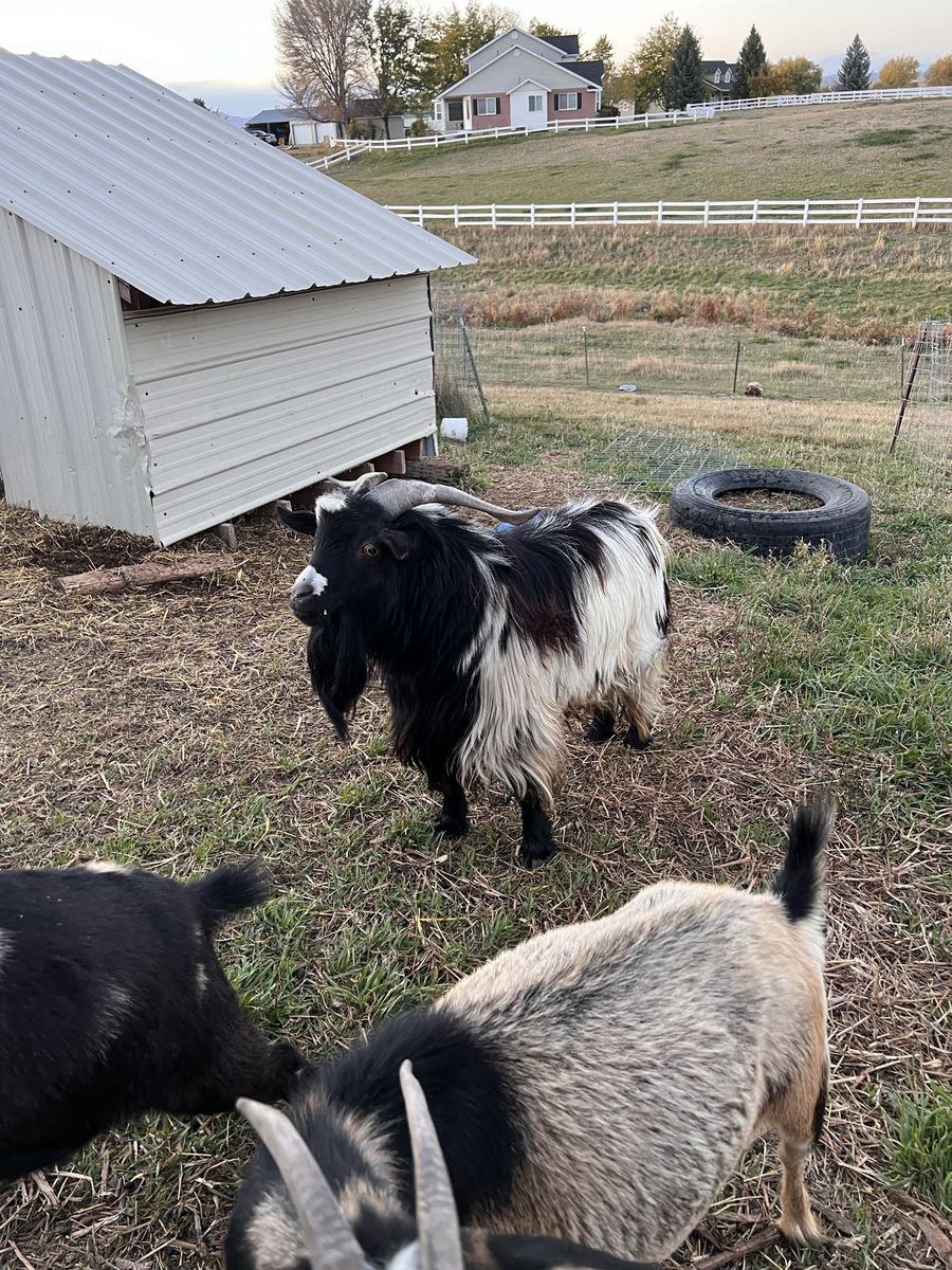 Nigerian dwarf “family”