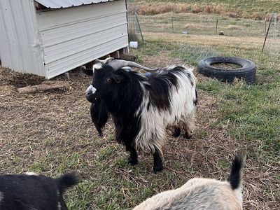 Nigerian dwarf “family”