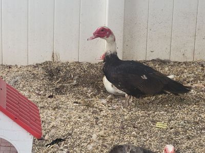Muscovy duck